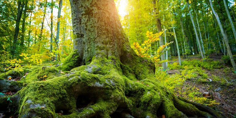 The core and the explore